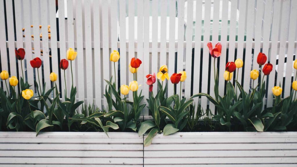 Tulips backyard garden ideas